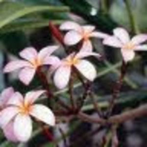 Meet your Posher, Pam